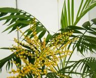 Уход за пальмой хамедореей в домашних условиях