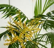 Догляд за пальмою хамедореєю в домашніх умовах